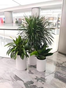 宁波杭州湾绿植出租哪家好